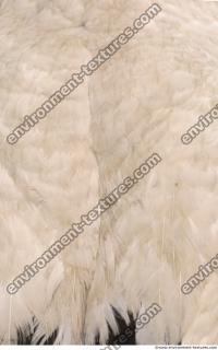 Photo Textures of Animal Skin 